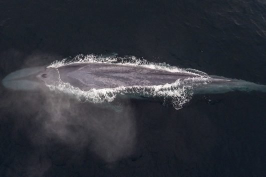 Winter Morning Whale Watch