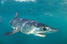 Blue Shark Expedition