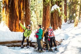 Giant Sequoia Hike or Snowshoe
