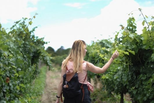 Healdsburg Bike & Wine Tour