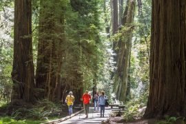 Muir Woods & Bike Adventure Package
