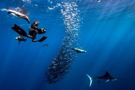 Pelagic Offshore Expedition
