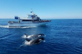 The Coastal Tour & Whale Watching