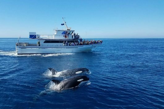 The Coastal Tour & Whale Watching