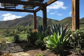 Valle de Guadalupe Wine Tasting