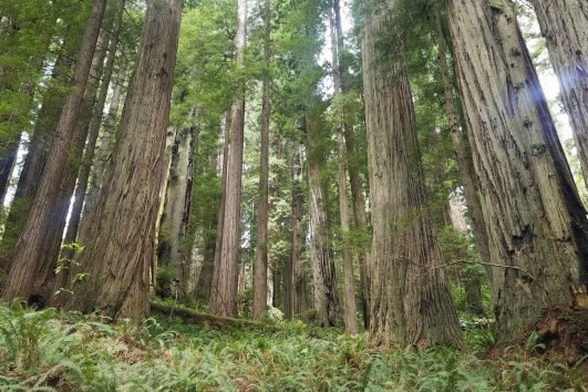Redwoods Eco Tour