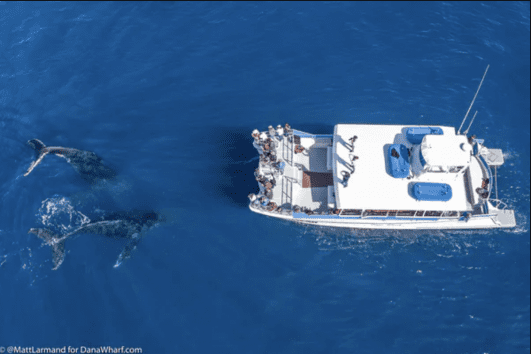 Whale & Dolphin Watching Tour
